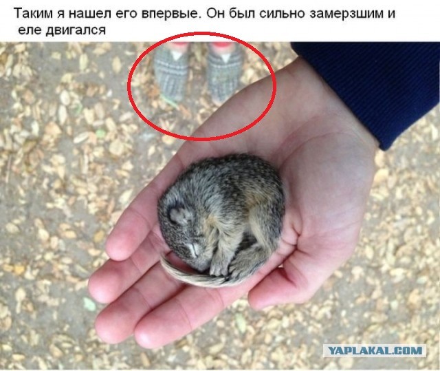 Cпасение крохотного бельчонка.
