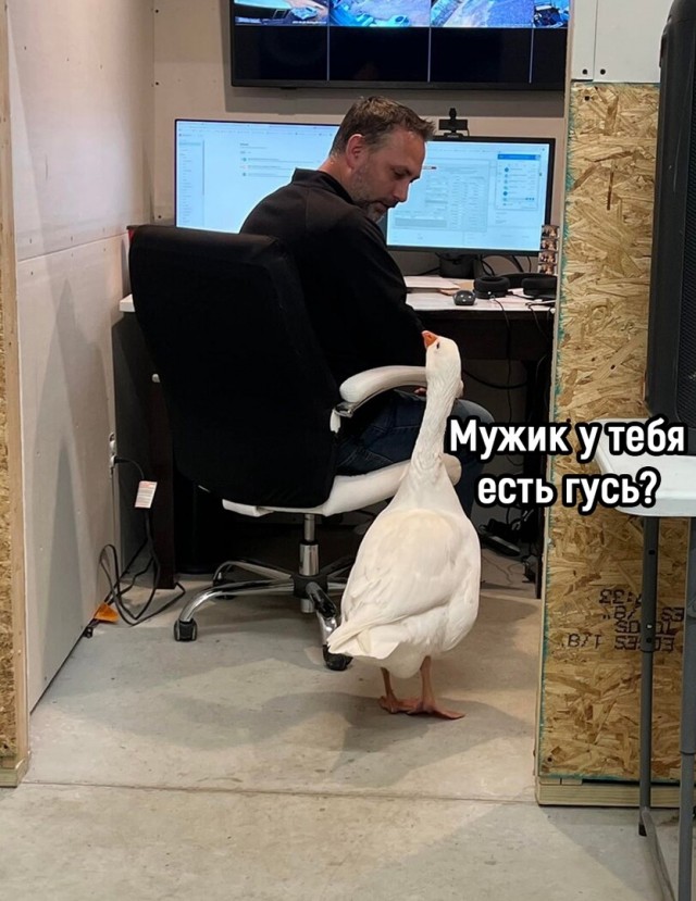 Гусь вялый