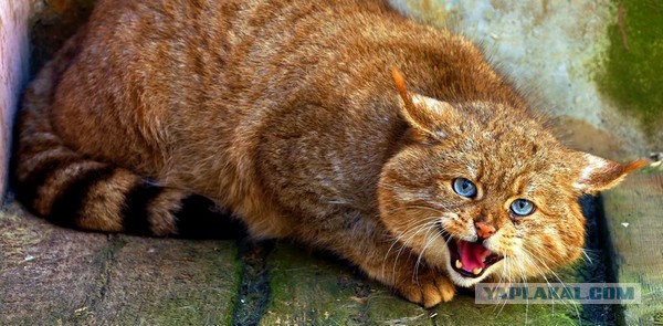 Китайская горная кошка