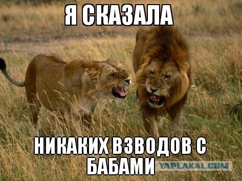 Wargaming 5