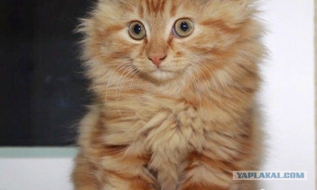 Котёнок убежал от хозяйки