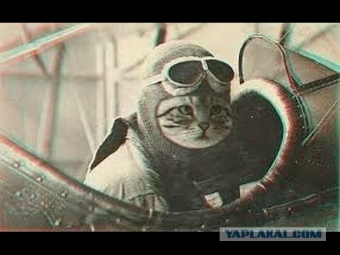 Летун Васька
