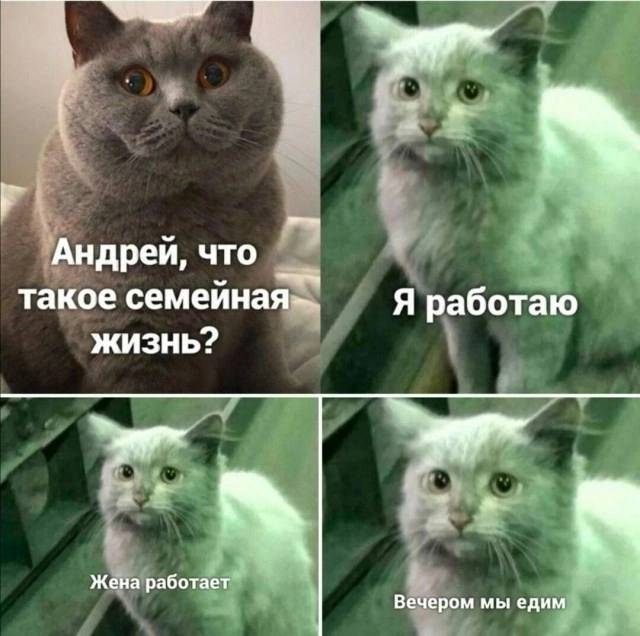 Веселое настроение в картинках (07.08.2025)