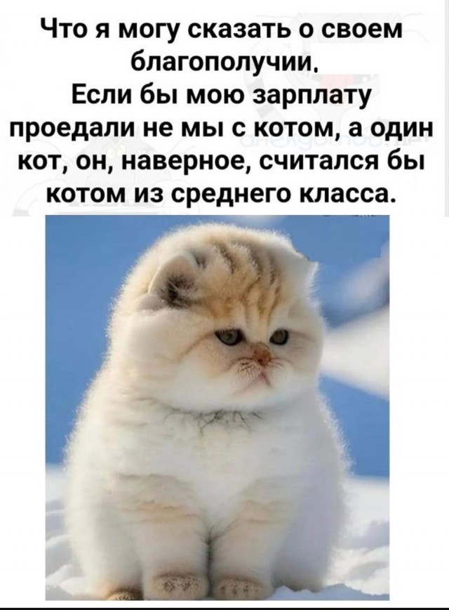 К котовторнику: подборка картинок-баянов с котиками и про котиков. Выпуск 19.