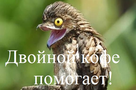 А вы сова или жаворонок?⁠⁠