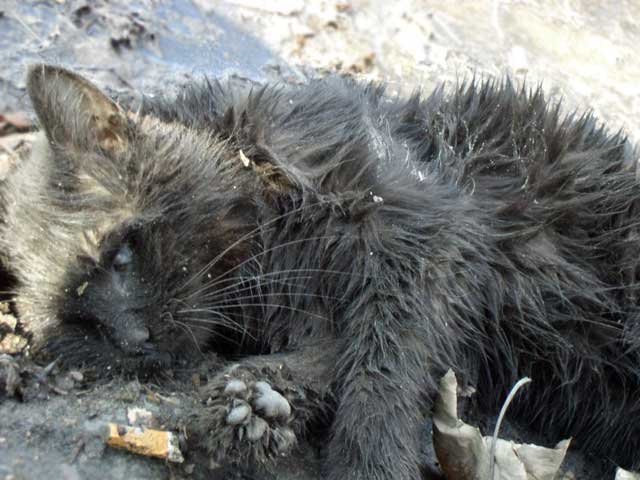 Котейка, который не знает как лежат котейки