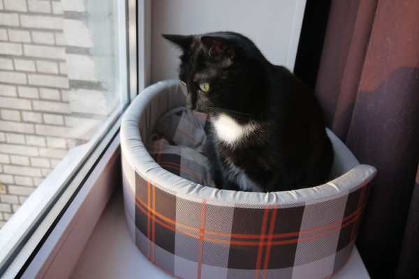 Котовторник   31.12.  2013