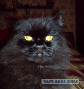 Котовторник   15.04.2014