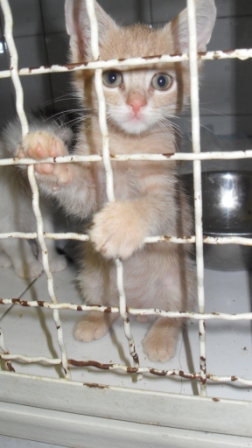 Котовторник 29.04.14.