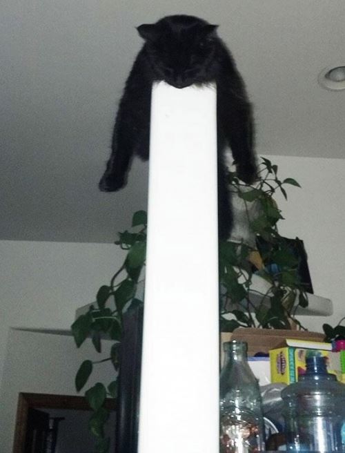 Котовторник 6.05.2014