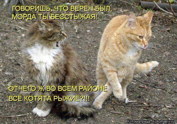 Позитивные картинки и комментарии.