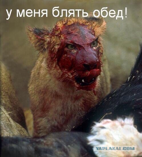 Коты умоляют дать поесть