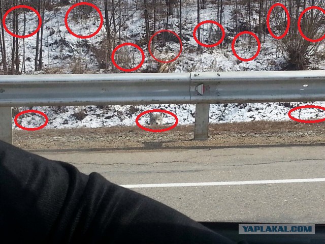 Друг прислал фотографию