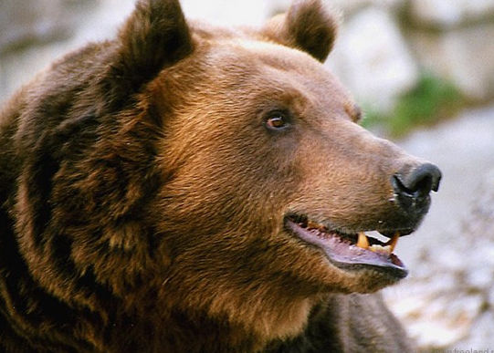 Короткомордый Медведь
