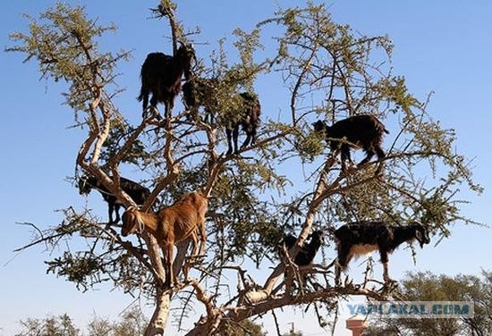 Скажите, это нормально?