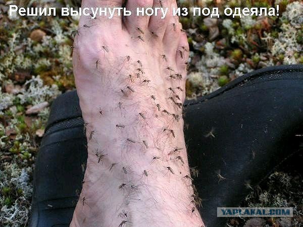 Минутка черного юмора на ЯПе