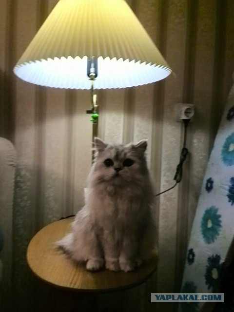 Котокомиксы