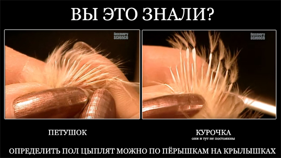 Как это сделано - Цыплята