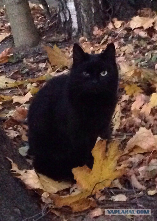 Котовторник 20.10.2015