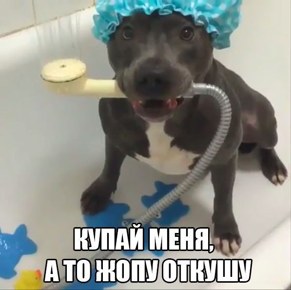 Подборка забавных картинок