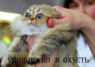 Коты, кошки, котята