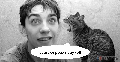 Кошки и Собаки - большая подборка