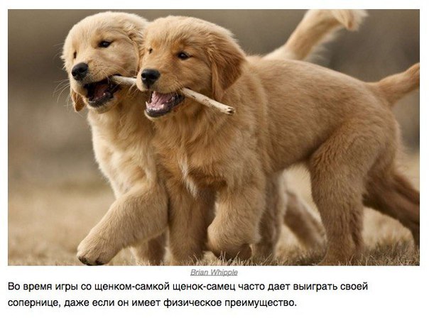 Божьи твари