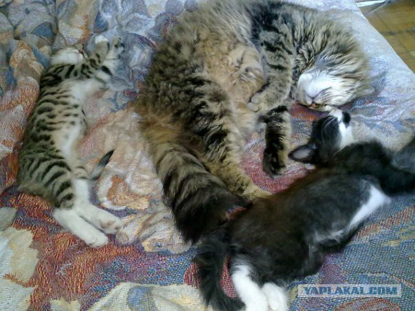Котовторник  10.05.2016