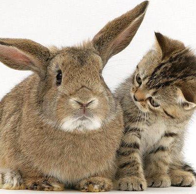 Коты из сети
