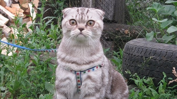 Коты из сети