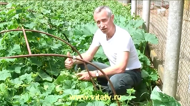 Сальмонелла с измененной ДНК съедает опухоль головного мозга