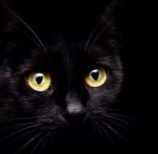 Коты и Кошки