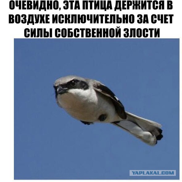Подборка интересных и веселых картинок