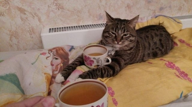 Коты и Кошки