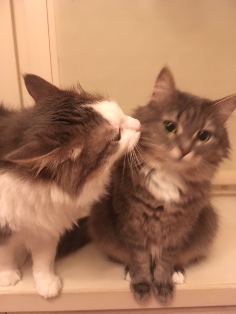 Котовторник 28.11.2017