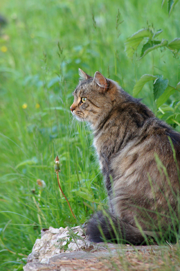 Котовторник!