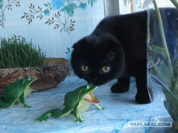 Вторничный котометъ на ЯПлакалъ