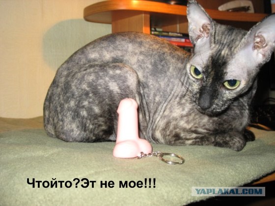 Котовторнику Да (09.12.08)