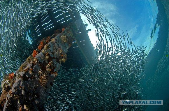 Водный мир (30 фоток)