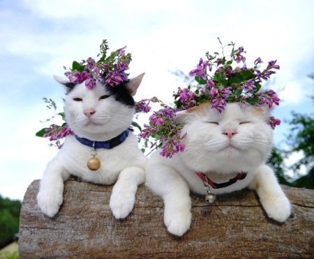 Прикольных котов пост