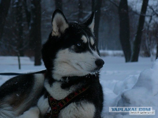 Ежегодное собачье ралли