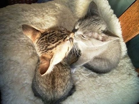 Котовторник на 22 июня