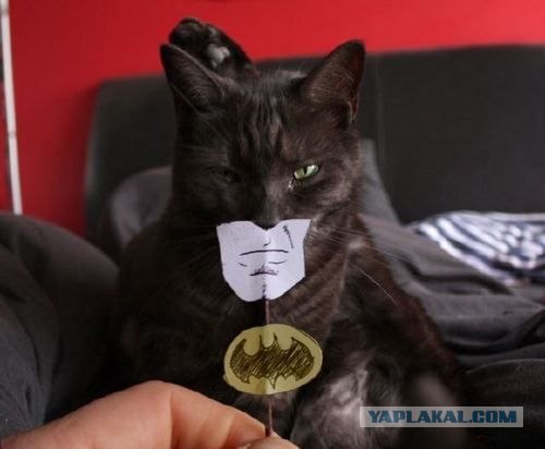 БэтКот - костюм кота на Хэллоуин