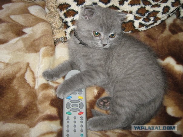Котовторник! 08.11.11