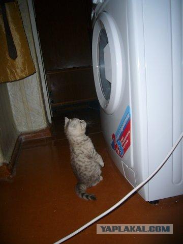 Котовторник (31.01.2012)
