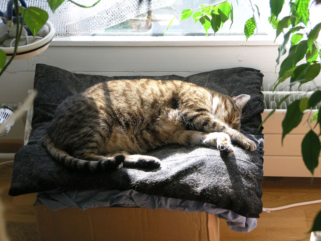 Котовторник 8 мая 2012