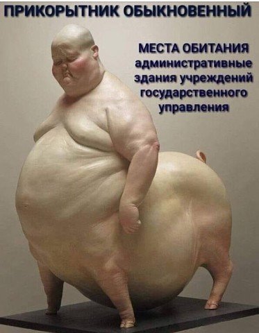Налимы
