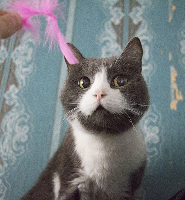 Забавные фото котеек