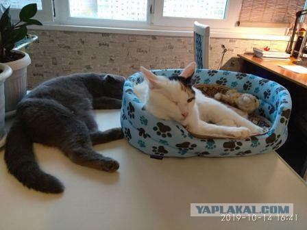 А какие у вас питомцы?