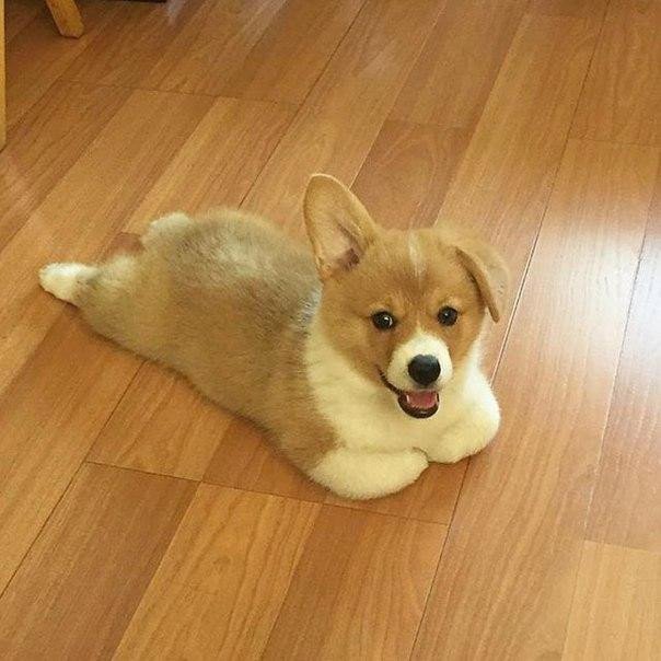 Зверушки